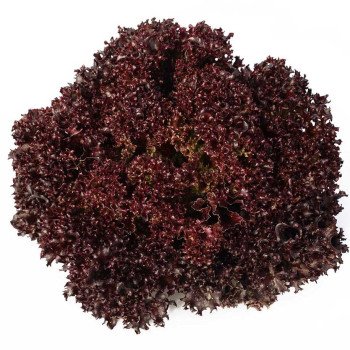 Салат Кармези /5.000 семян драже/ *Rijk Zwaan*