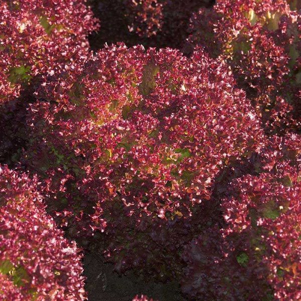 Насіння салату Констанс /1.000 насінин/ *Rijk Zwaan*