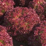 Салат Констанц /5.000 насінин/ *Rijk Zwaan*