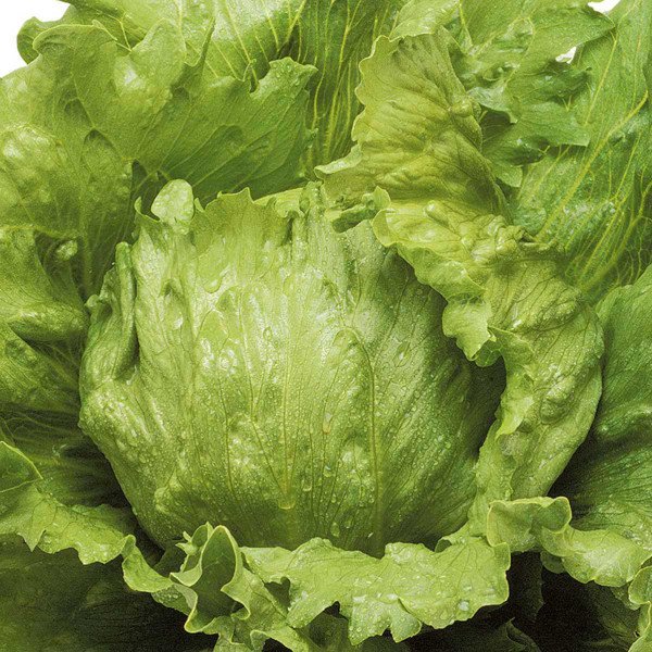 Насіння салату Лагунас /1.000 насінин драже/ *Rijk Zwaan*