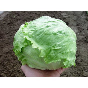 Салат Лагунас /5.000 семян драже/ *Rijk Zwaan*