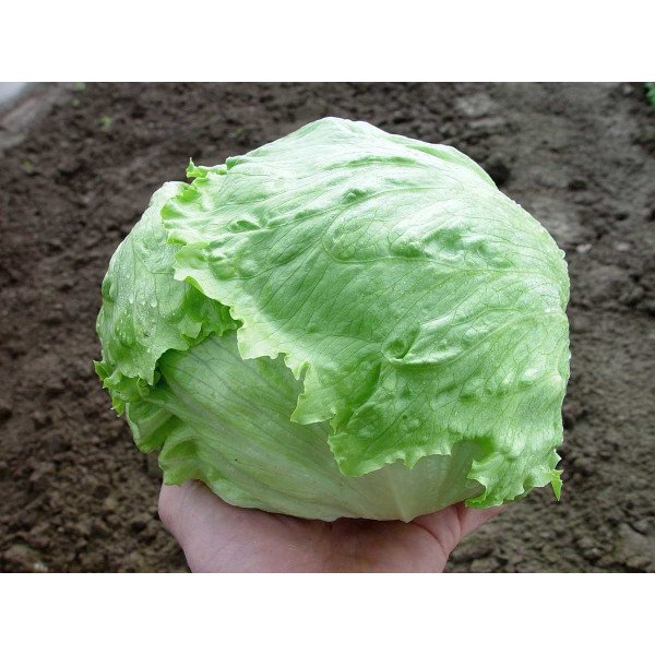 Насіння салату Лагунас /5.000 насінин драже/ *Rijk Zwaan*