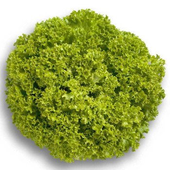 Салат Левистро /1.000 семян драже/ *Rijk Zwaan*