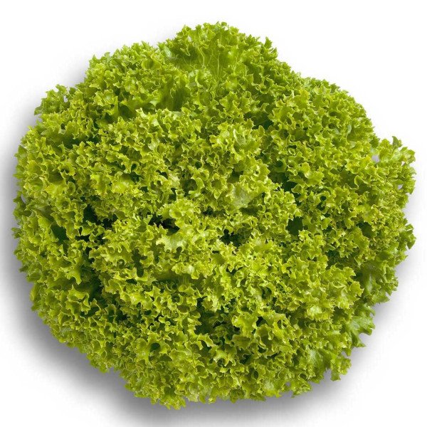 Семена салата Левистро /1.000 семян драже/ *Rijk Zwaan*