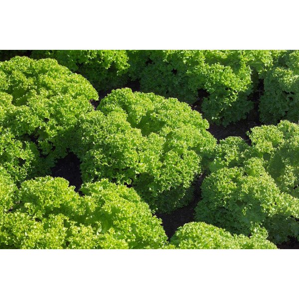 Семена салата Левистро /1.000 семян драже/ *Rijk Zwaan*