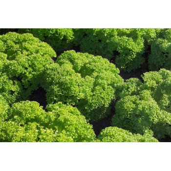 Салат Левистро /5.000 семян драже/ *Rijk Zwaan*