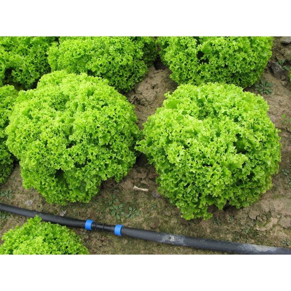 Семена салата Локарно /1.000 семян/ *Rijk Zwaan*