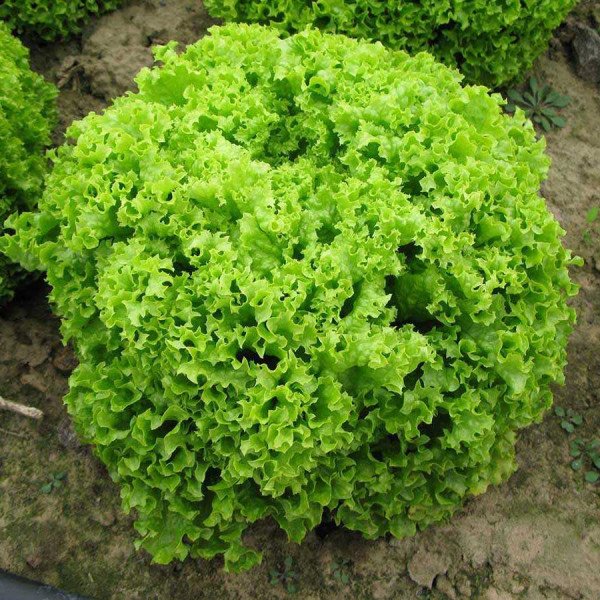 Насіння салату Локарно /5.000 насінин/ *Rijk Zwaan*