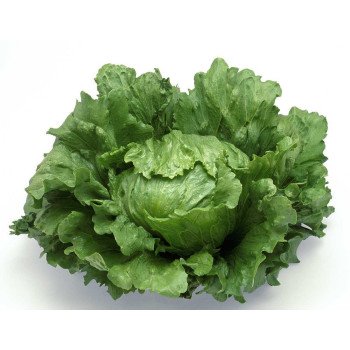 Салат Платинас /5.000 семян драже/ *Rijk Zwaan*