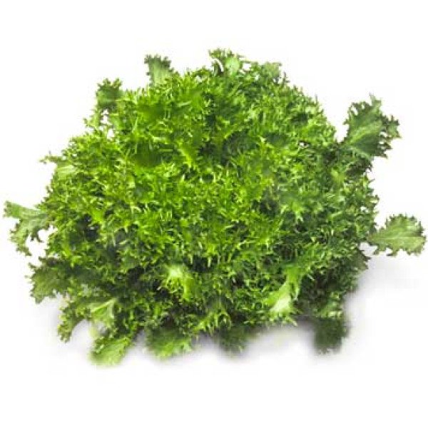 Насіння салату Сігал /5.000 насінин драже/ *Rijk Zwaan*