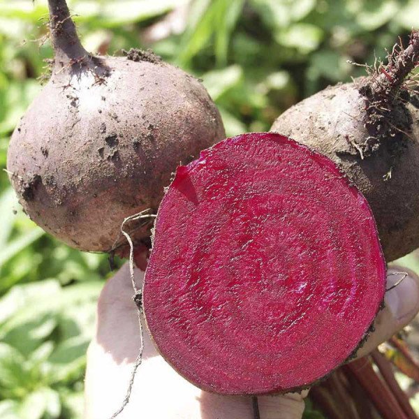 Насіння буряка Бікорес /50.000 насінин/ *Bejo Zaden*