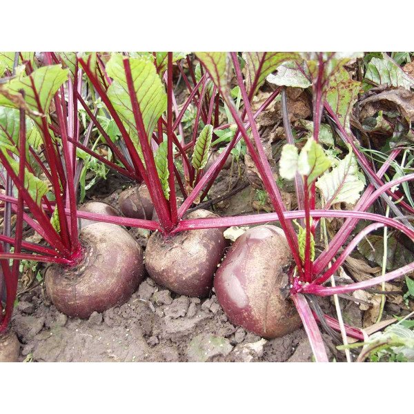 Насіння буряка Боро F1 /5.000 насінин/ *Bejo Zaden*