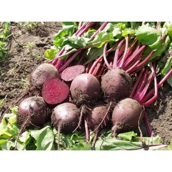 Свекла Боро F1 /50.000 семян/ *Bejo Zaden*