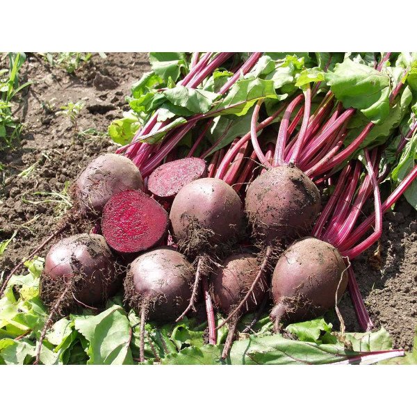 Насіння буряка Боро F1 /50.000 насінин/ *Bejo Zaden*