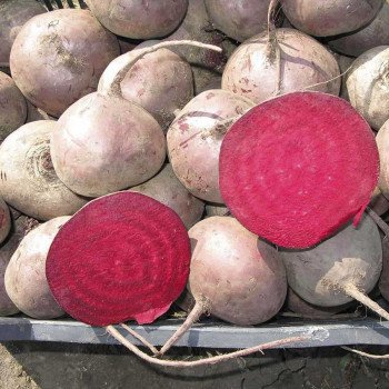 Свекла Бебибит /100.000 семян PR/ *Rijk Zwaan*