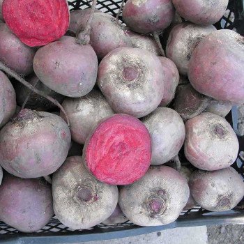 Свекла Бебибит /100.000 семян PR/ *Rijk Zwaan*