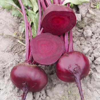 Свекла Водан F1 /5.000 семян/ *Bejo Zaden*