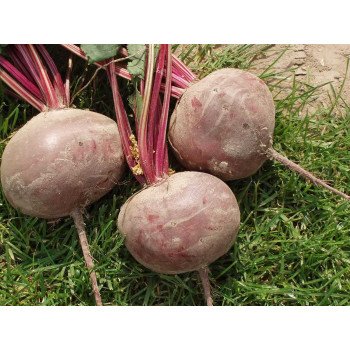 Свекла Водан F1 /5.000 семян/ *Bejo Zaden*