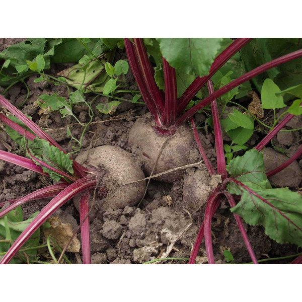 Насіння буряка Водан F1 /5.000 насінин/ *Bejo Zaden*