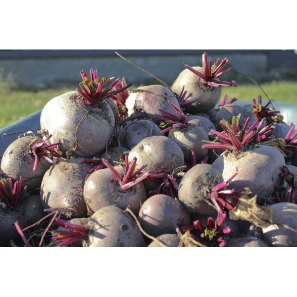 Насіння буряка Детройт /1 кг насіння/ *Tezier*