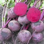 Свекла Зепо F1 /25.000 семян/ *Rijk Zwaan*