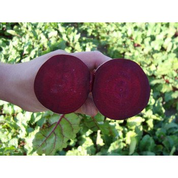 Свекла Ларка /100.000 семян/ *Rijk Zwaan*