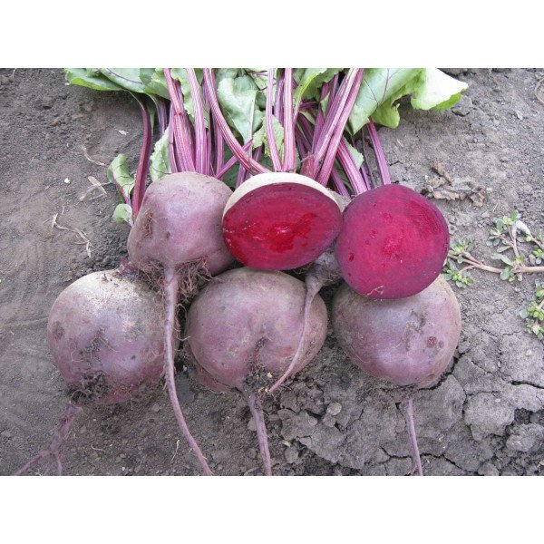 Насіння буряка Ларка /100.000 насінин/ *Rijk Zwaan*