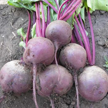 Свекла Ларка /25.000 семян калибр/ *Rijk Zwaan*