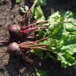 Свекла Либеро /25.000 семян калибр/ *Rijk Zwaan*