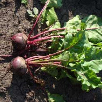 Свекла Либеро /25.000 семян калибр/ *Rijk Zwaan*