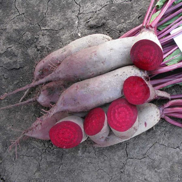 Семена свеклы Лома /100.000 семян калибр/ *Rijk Zwaan*