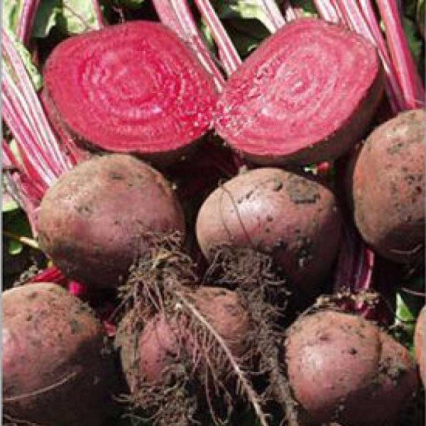 Семена свеклы Лоретт /10 кг семян/ *Tezier*