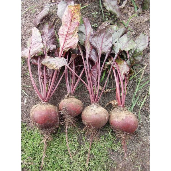 Семена свеклы Пабло F1 /5.000 семян/ *Bejo Zaden*