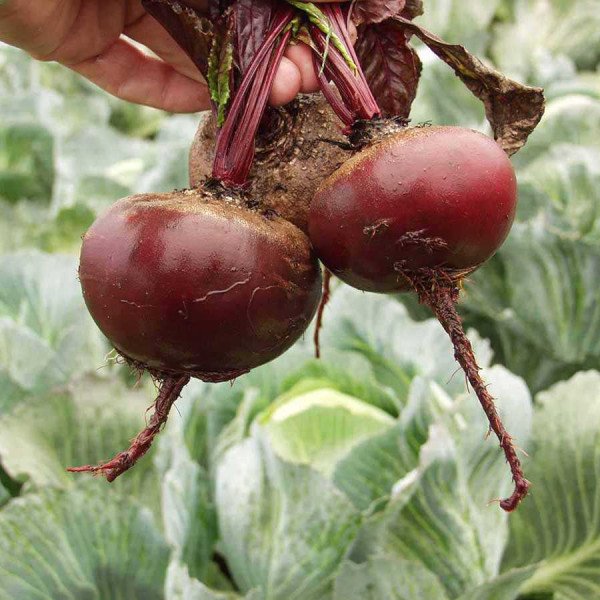 Семена свеклы Пабло F1 /50.000 семян/ *Bejo Zaden*