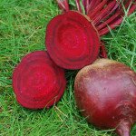 Буряк Ред Сан F1 /5.000 насінин/ *United Genetics*