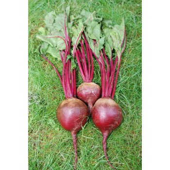 Буряк Ред Сан F1 /5.000 насінин/ *United Genetics*