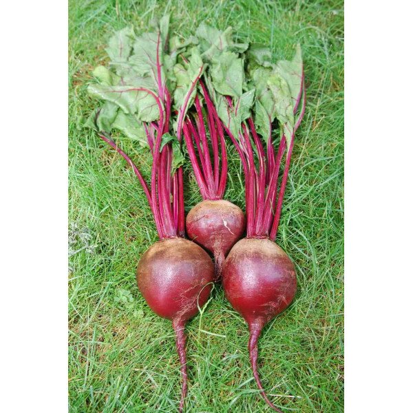 Семена свеклы Рэд Сан F1 /50.000 семян/ *United Genetics*