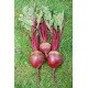 Семена свеклы Рэд Сан F1 /50.000 семян/ *United Genetics*