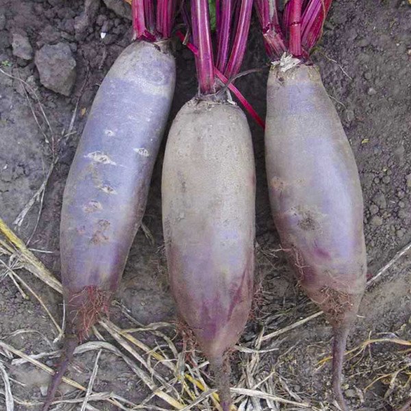 Насіння буряка Таунус F1 /5.000 насінин/ *Bejo Zaden*