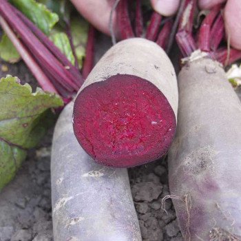 Свекла Таунус F1 /50.000 семян/ *Bejo Zaden*