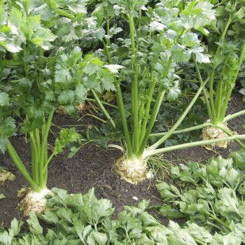 Сельдерей корневой Илона /10.000 семян/ *Bejo Zaden*