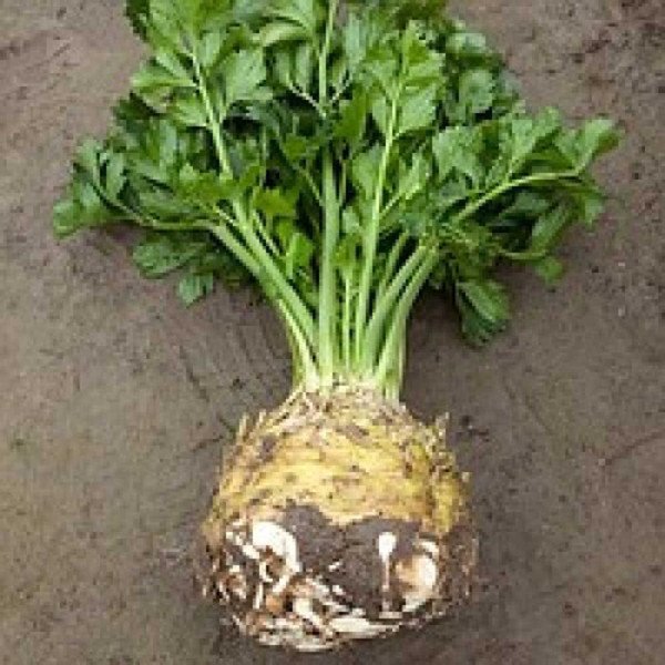 Насіння селери кореневої Монарх /10.000 насінин/ *Nunhems Zaden*