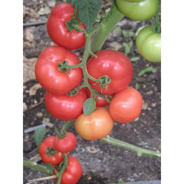 Семена томата Абелус F1 /100 семян/ *Rijk Zwaan*