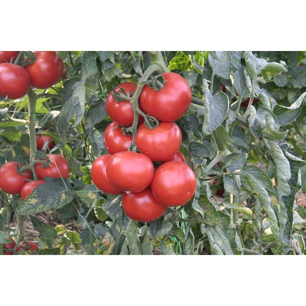 Семена томата Абелус F1 /100 семян/ *Rijk Zwaan*