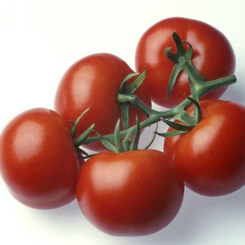 Томат Абелус F1 /500 семян/ *Rijk Zwaan*