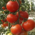 Томат Альтамира F1 /500 семян/ *United Genetics*