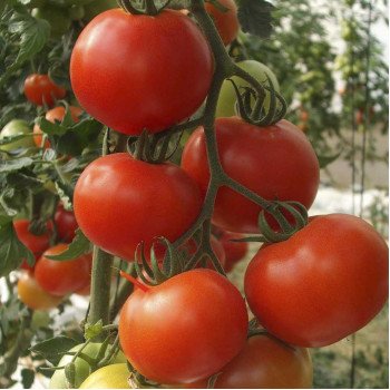 Томат Альтамира F1 /500 семян/ *United Genetics*