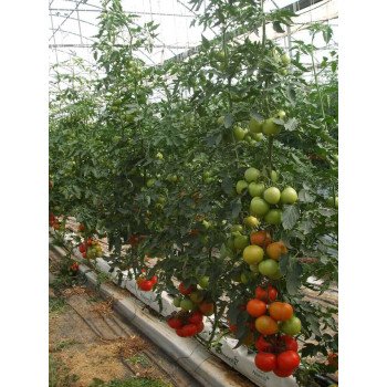 Томат Альтамира F1 /500 семян/ *United Genetics*