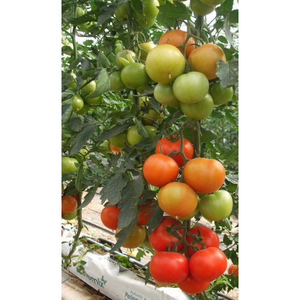 Семена томата Альтамира F1 /500 семян/ *United Genetics*