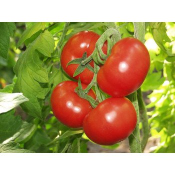 Томат Антинеа F1 /500 семян/ *Tezier*